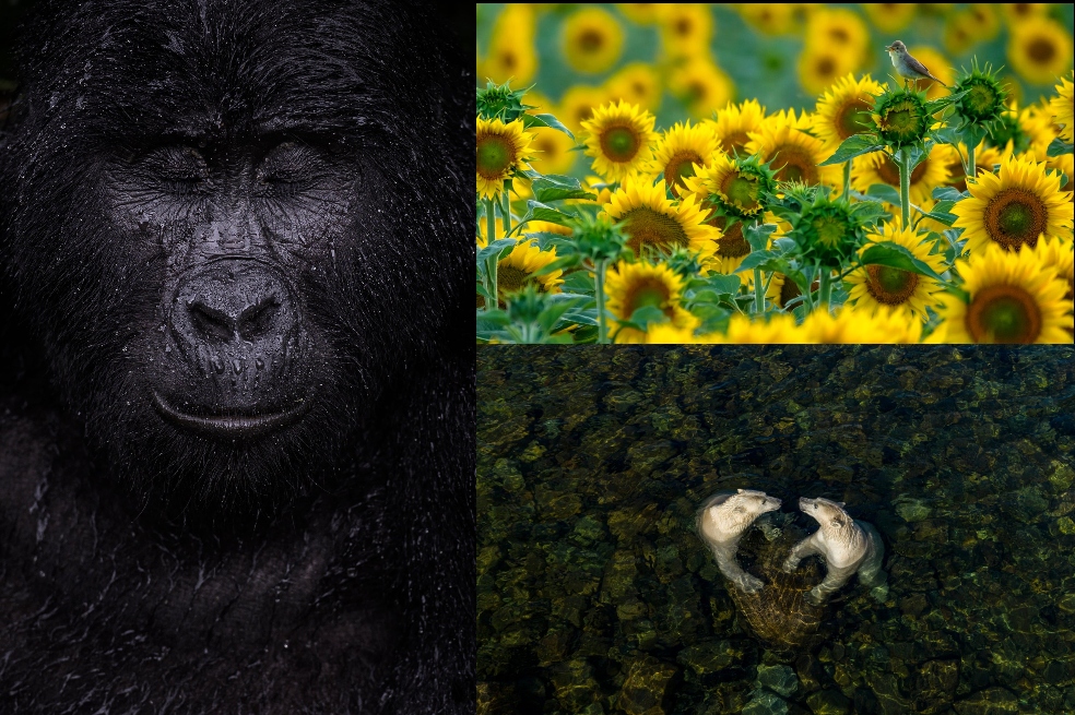 Fotógrafo de Vida Silvestre: estos son los ganadores de la edición 2021