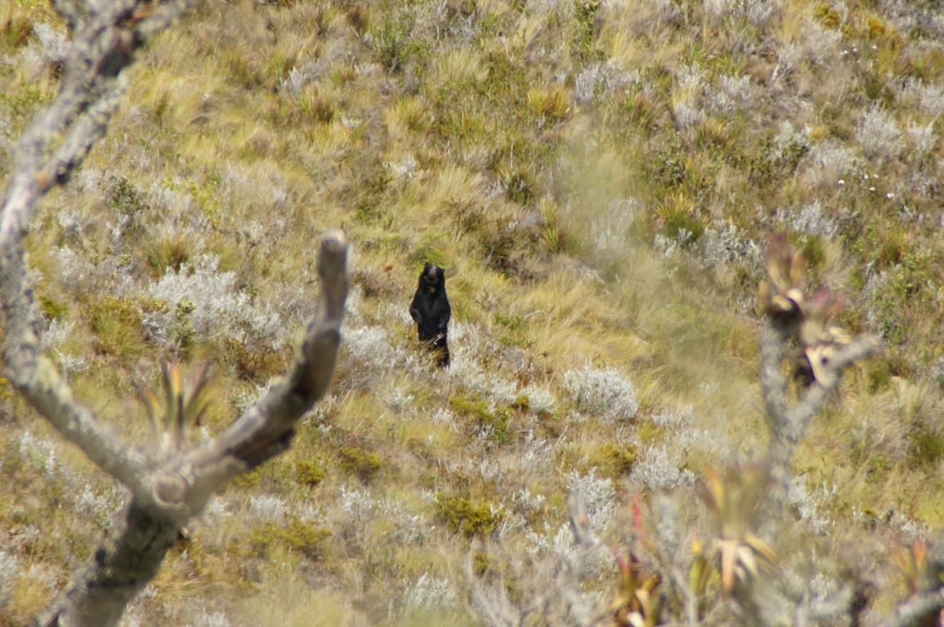 Un oso en el paisaje
