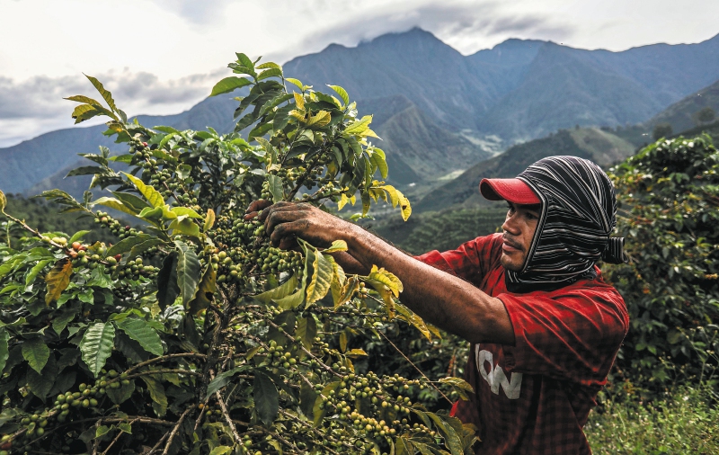 Así es el plan nacional de fertilización para los cafeteros: ¿de cuánto será el beneficio?