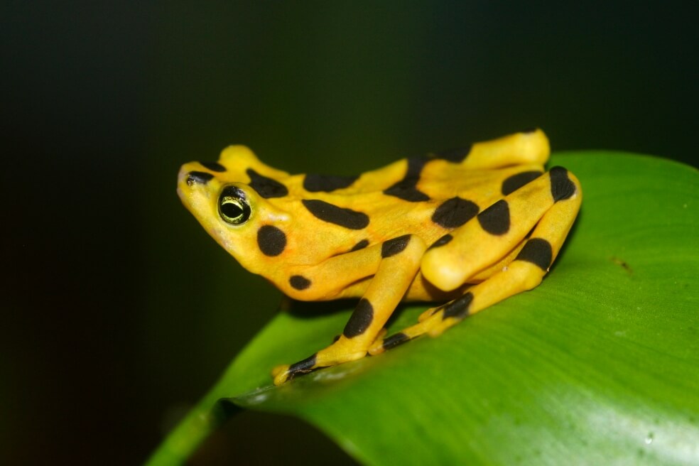 Para 2070, 1.700 especies estarán en riesgo gracias a los humanos