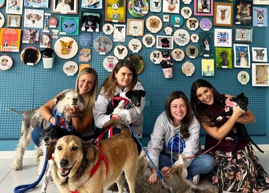 Con exposición de arte en Bogotá buscan hogar para 100 animales: así puede ayudar