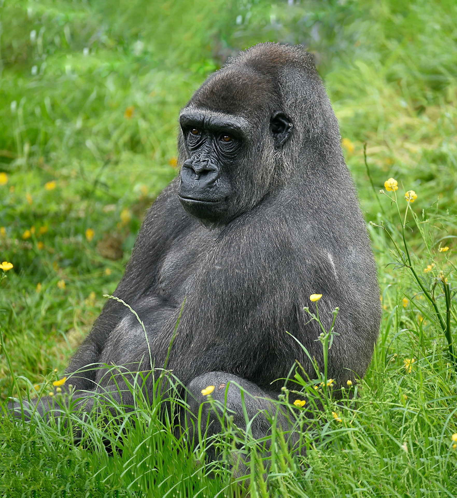 Los primates empezaron a masturbarse hace 40 millones de años, ¿para qué?