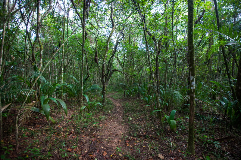 El bosque tropical seco del cual solo quedan 8 % en Colombia está presente en Mururito.