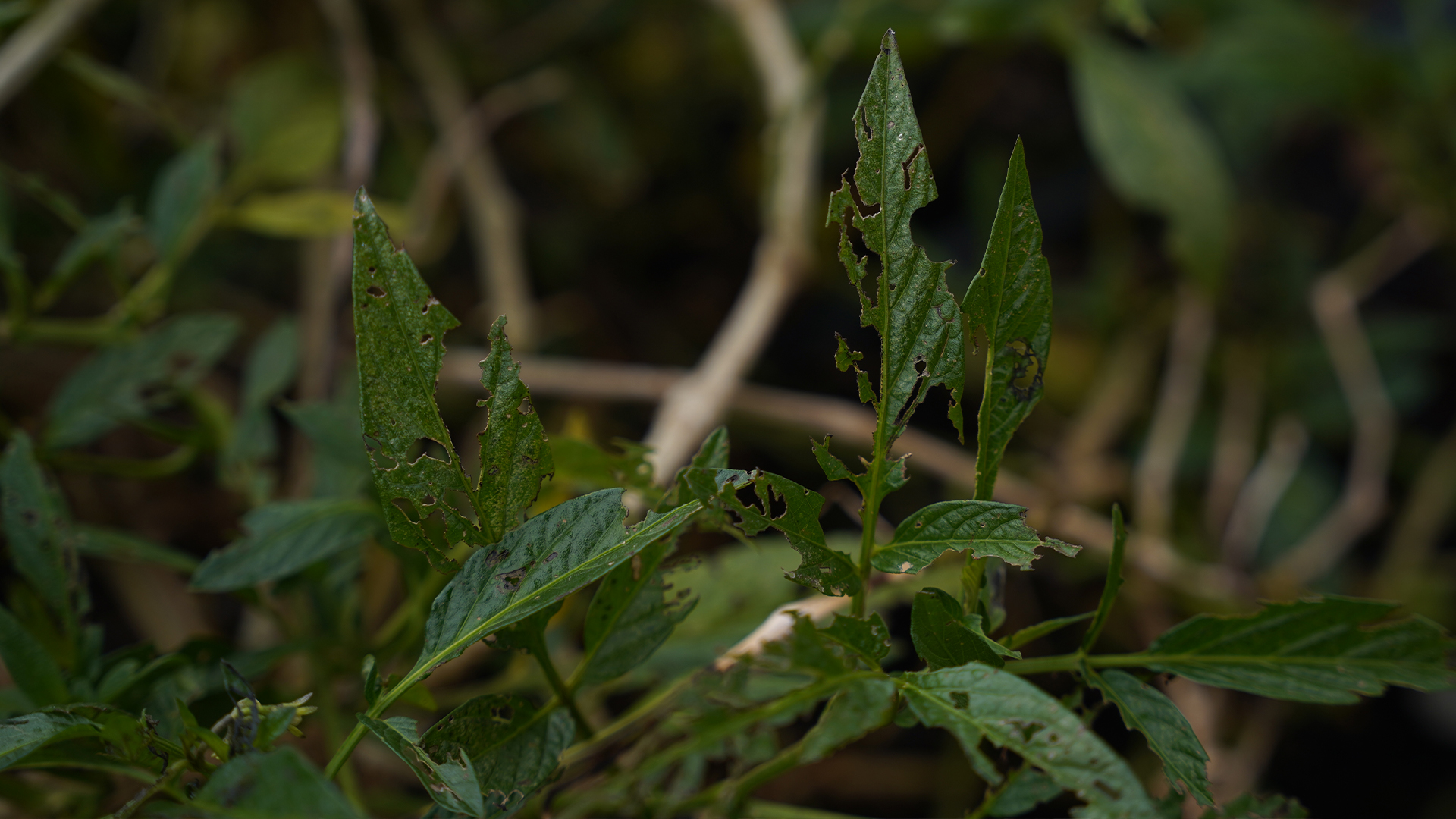 ¿Cómo cuidar de forma efectiva su jardín si aparecen plagas o enfermedades?