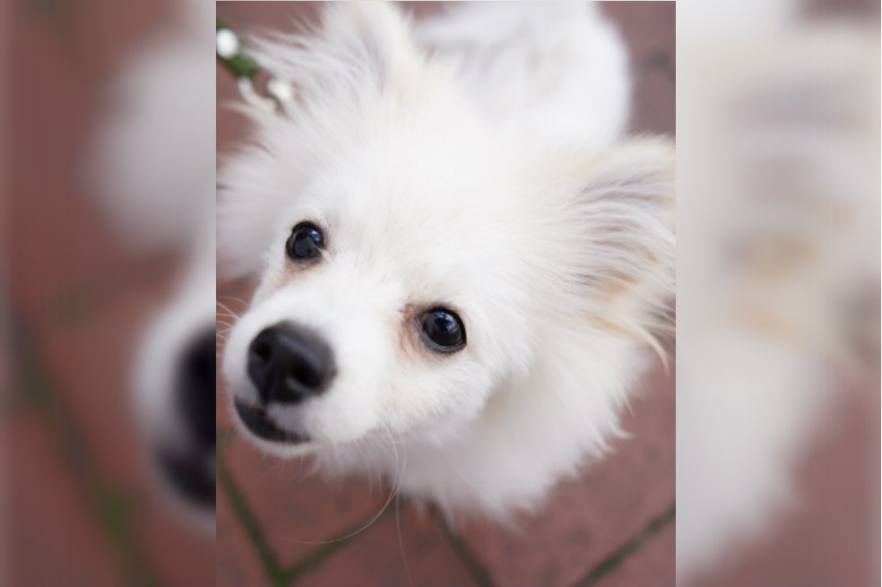 Copito, el perro de Daniela Pérez, que va a tener una cuenta en Instagram. Foto: @alejoportela