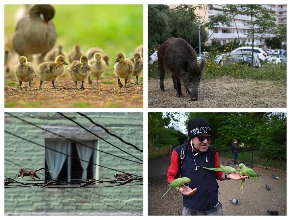 Patos en Alemania, jabalíes en España, monos en los techos de Bogotá y pájaros exóticos en EE. UU. se ven circulando libremente.  / EFE y AFP