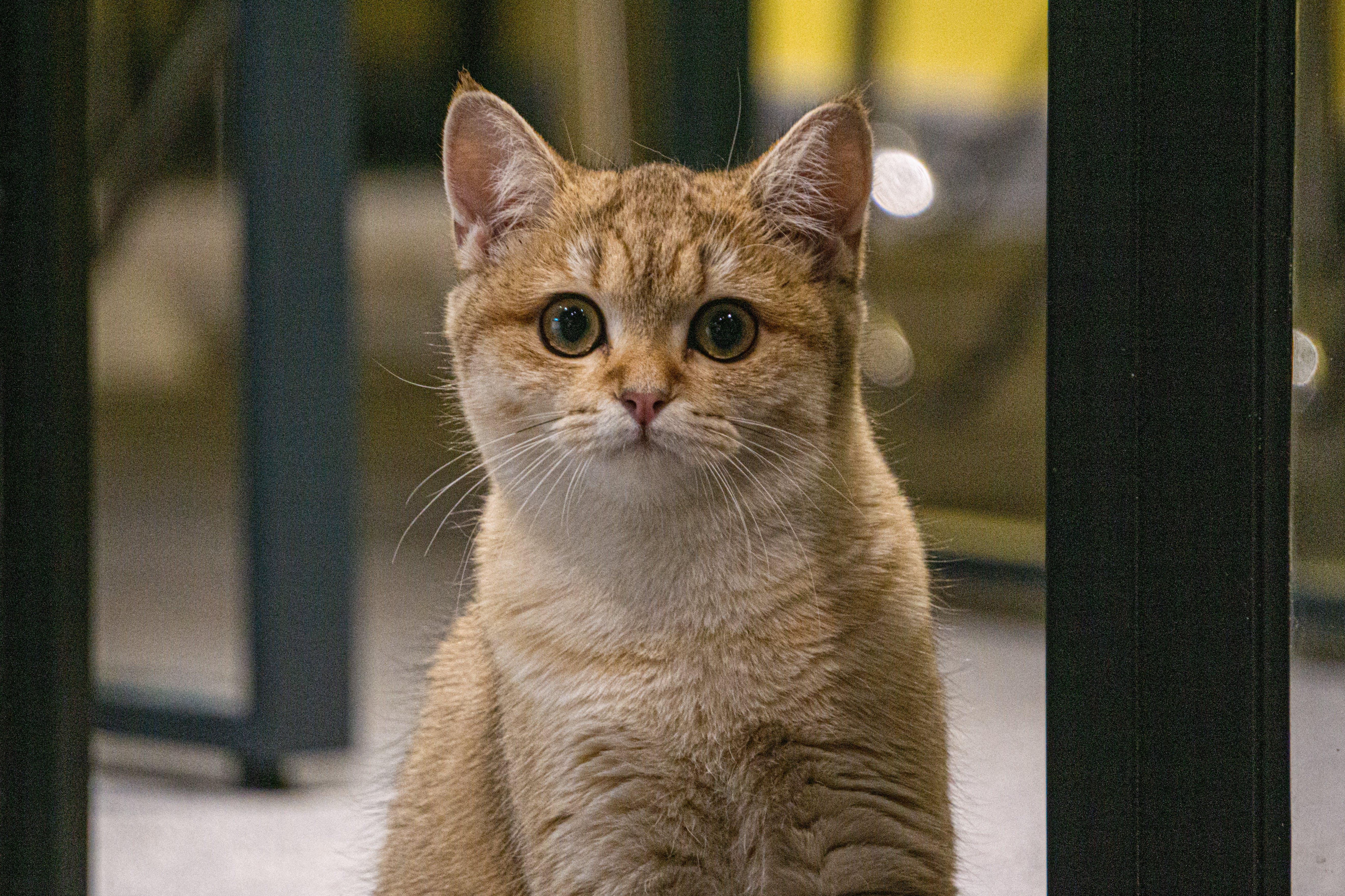 ¿Qué significa que un gato tenga las orejas calientes?
