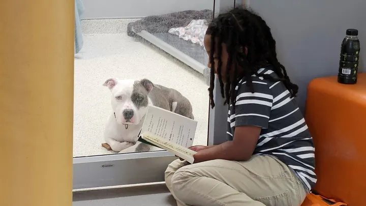 Niño se convierte en el primero en leer 100 horas a perros y gatos que esperan ser adoptados