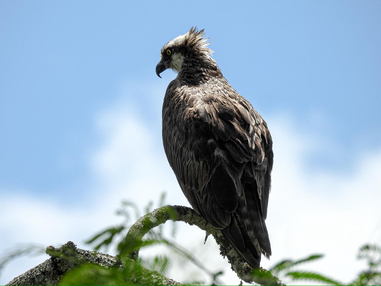 Nombre común: Pava Caucana 
Nombre científico: Penelope persoicax 
Foto tomada vía al santuario de fauna y flora otun Quimbaya - Pereira