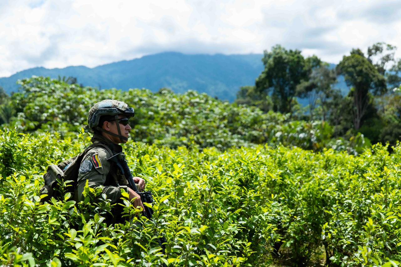Familias de Villagarzón (Putumayo) erradicarán voluntariamente 14.500 hectáreas de coca