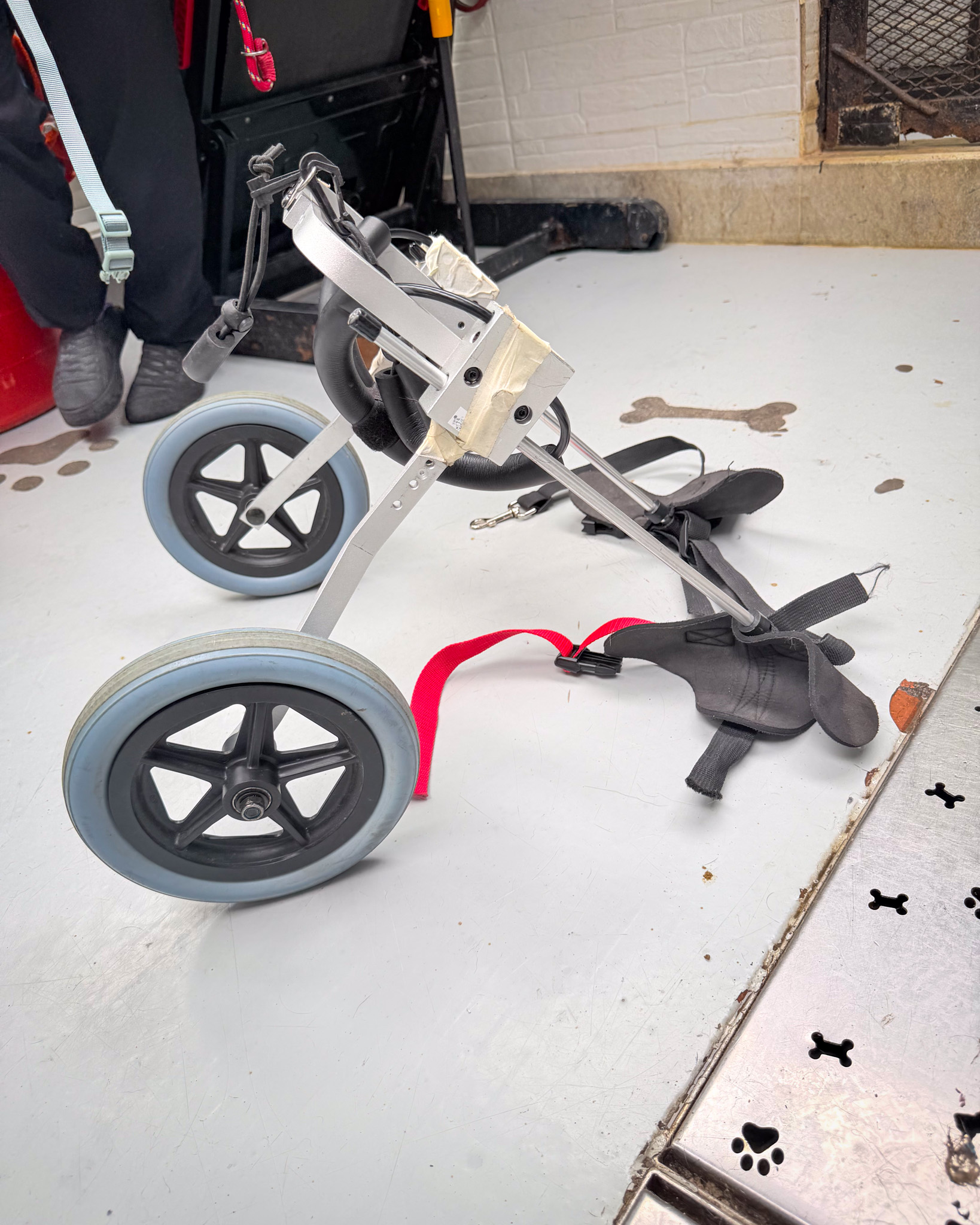 Estudiantes de ingeniería crean sillas de ruedas 3D para perros que no pueden caminar