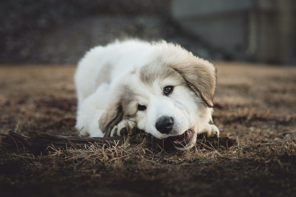 ¿Por qué los perros comen pasto?