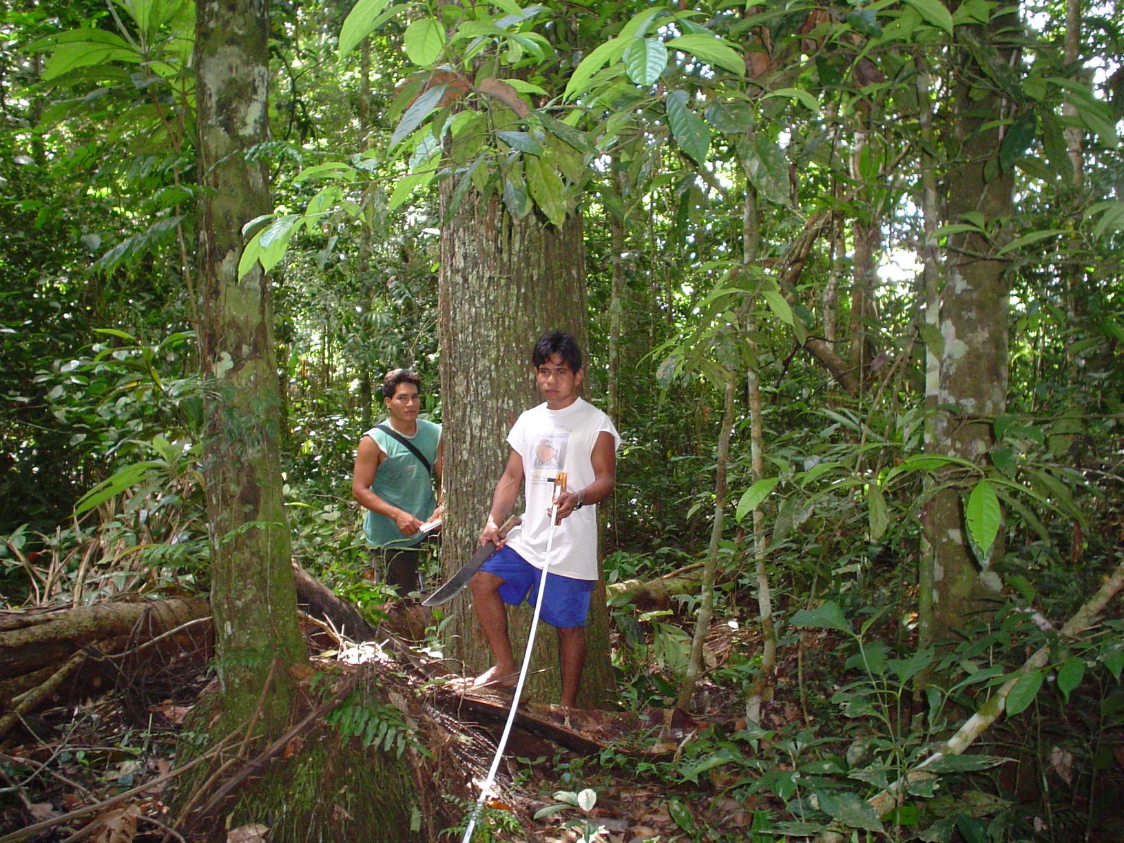 Perú: las castañas en la Reserva Nacional TambopataRecolectores de castaña en Madre de Dios, Perú.Foto: Marco Pastor.Como ha sucedido en otros países de América Latina, durante décadas las políticas forestales de Perú ignoraron la posibilidad de que las comunidades realizaran un manejo de los bosques a largo plazo.