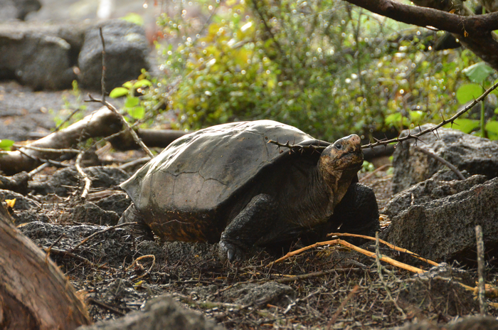 Las tortugas desafían teorías sobre cómo funciona el envejecimiento