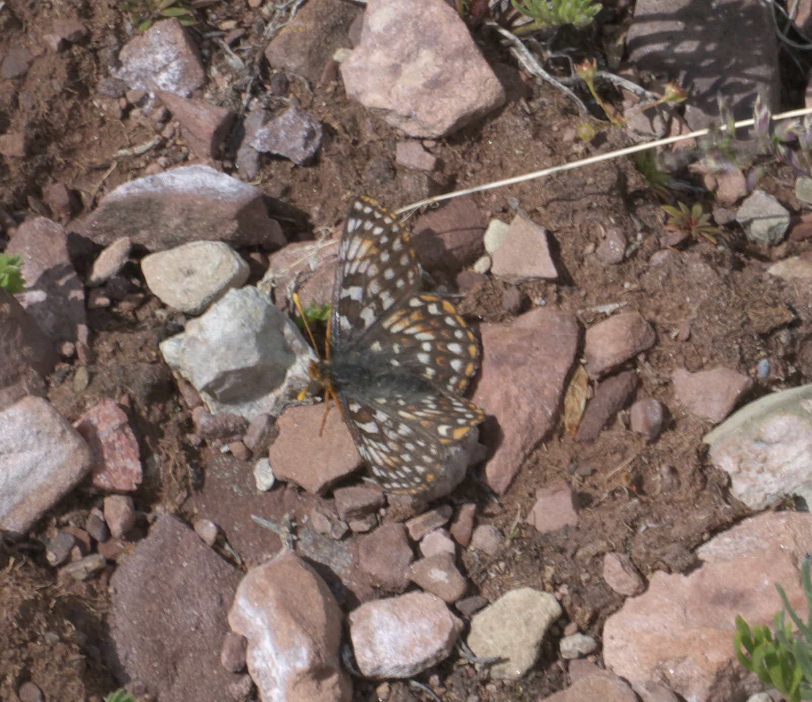 La última superviviente conocida de esta rara mariposa murió en un zoológico de Albuquerque