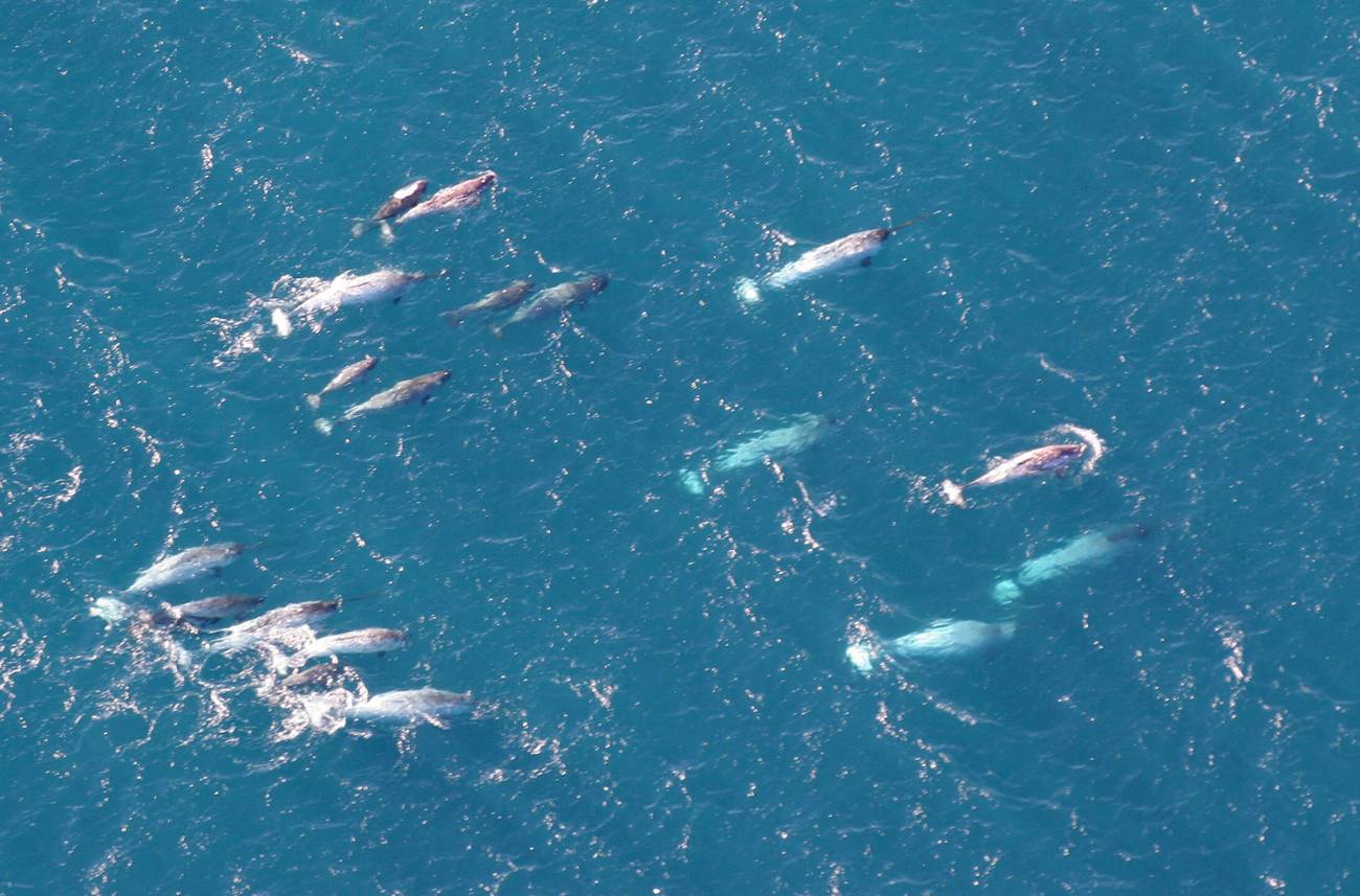 ‘Unicornios marinos’: científico de Harvard revela nuevos datos de esta especie