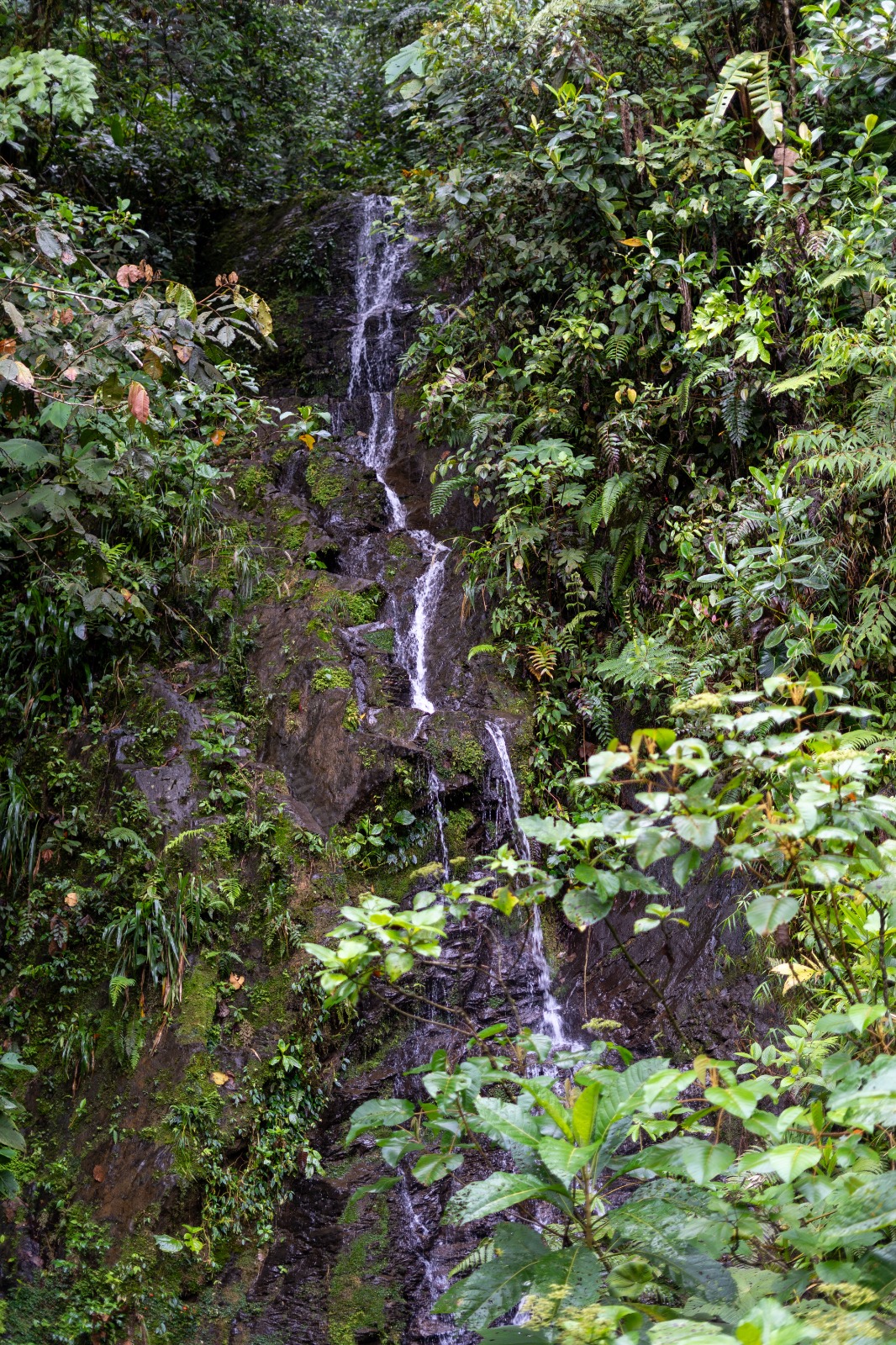 Colombia tiene un nuevo parque natural regional en Chocó: Las Tángaras