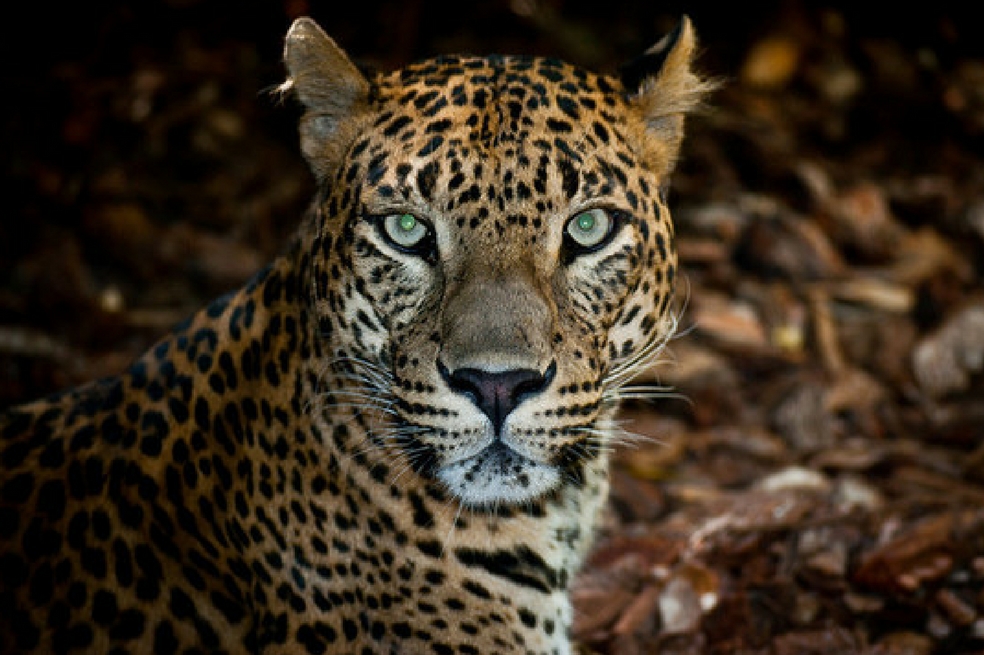 Los mamíferos se mueven menos en lugares humanizados