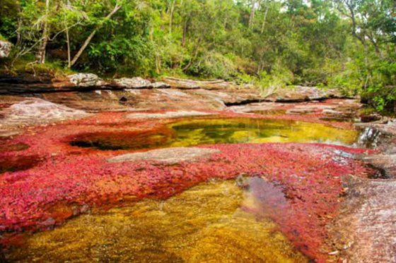 Reanudan ingreso a Caño Cristales