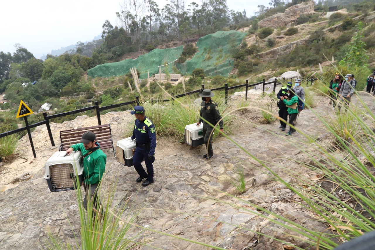 El último año, la Secretaría de Ambiente logró recuperar más de 12.000 especímenes silvestres a través de rescates, recuperaciones e incautaciones.