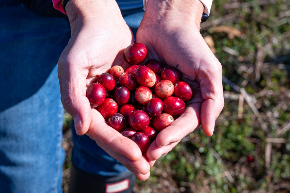 Arándanos rojos, una fruta de beneficios para la salud y versatilidad en la cocina