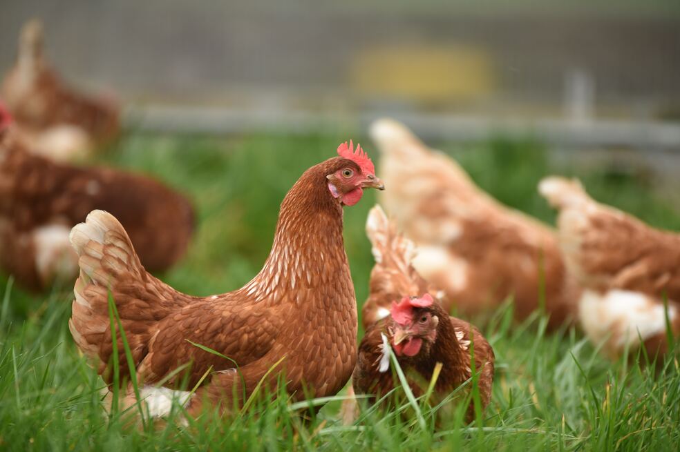 Los sonidos que harían las gallinas para expresar si están alegres o frustradas