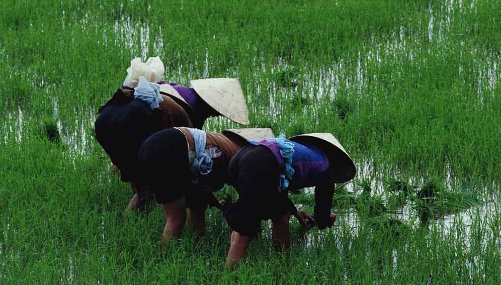 Descubren “alarmante” uso de antibióticos humanos en cultivos