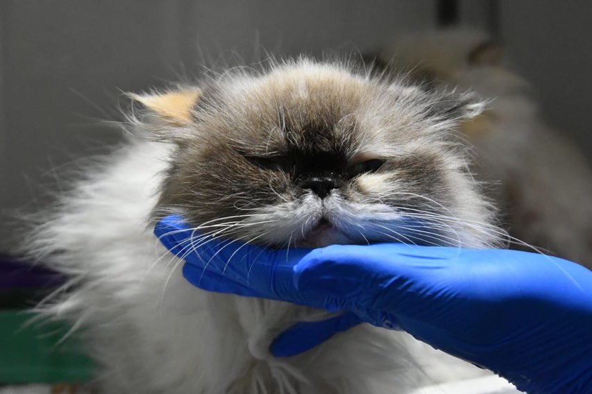 Video: Encuentran gata desnutrida y sin pelo en venta de mascotas en Bogotá