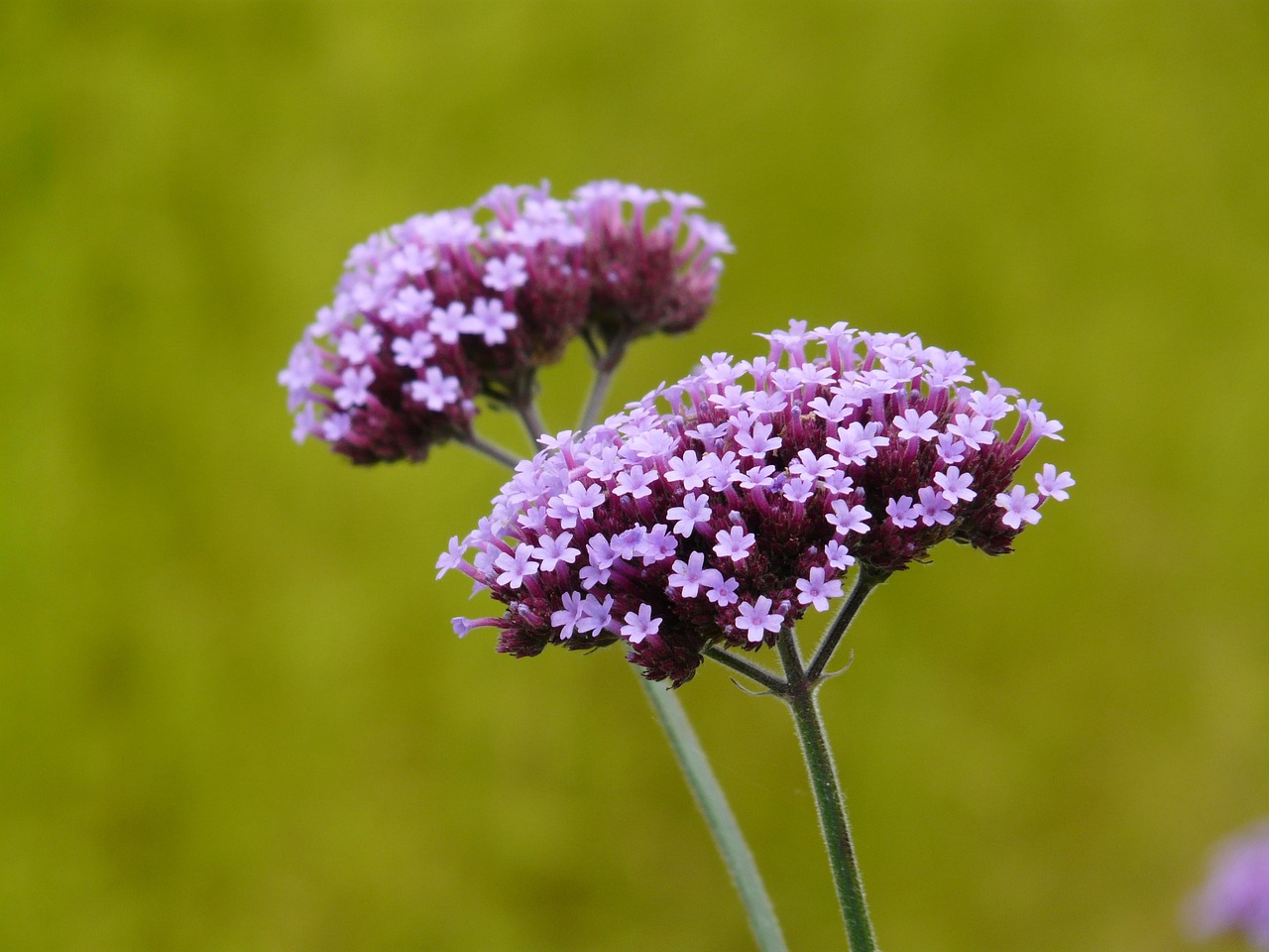 Verbena: cuidados propiedades y características de esta planta