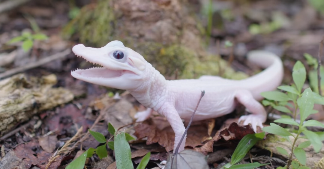 El primer caimán blanco que nace en cautiverio en una reserva silvestre