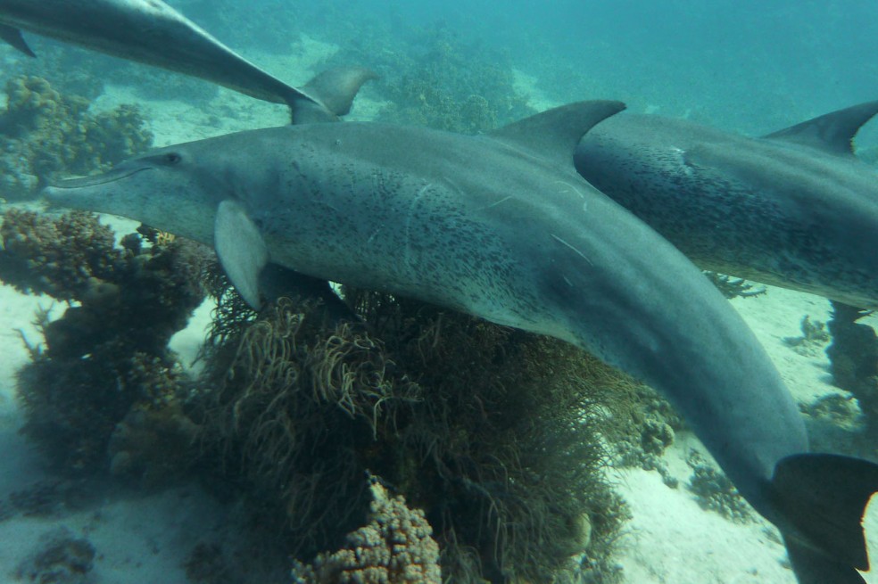 Los delfines también se automedican para proteger su piel