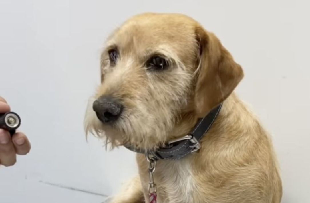 Veterinario descubre que perrito no estaba ciego: solo ignoraba a sus dueños