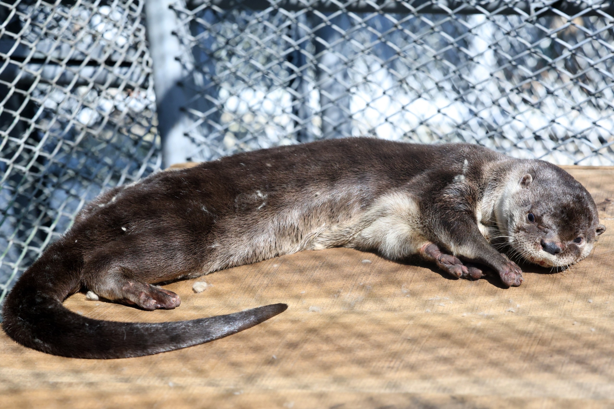 Rescataron en Cali a nutria que no podrá volver a su hábitat por domesticación