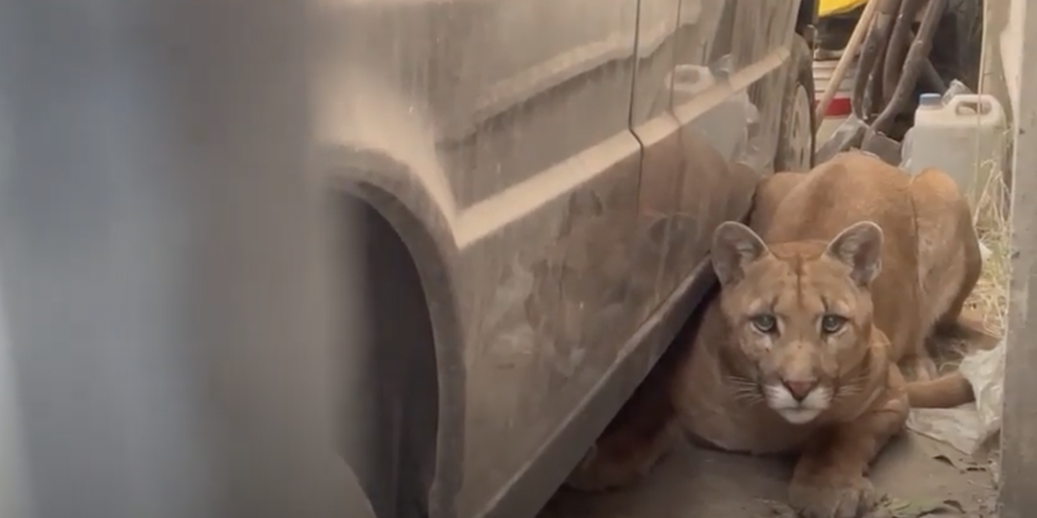 Mujer escuchó un ruido y encontró un puma de más de 100 kg en su casa (video)