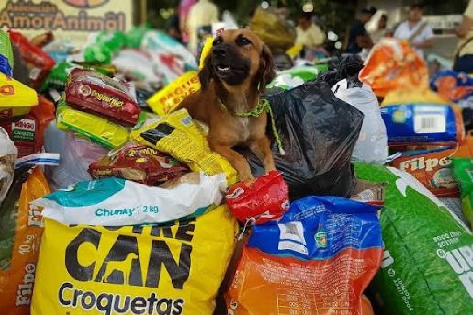 Así se siguen sumando empresas a la recolección de insumos para mascotas y familias