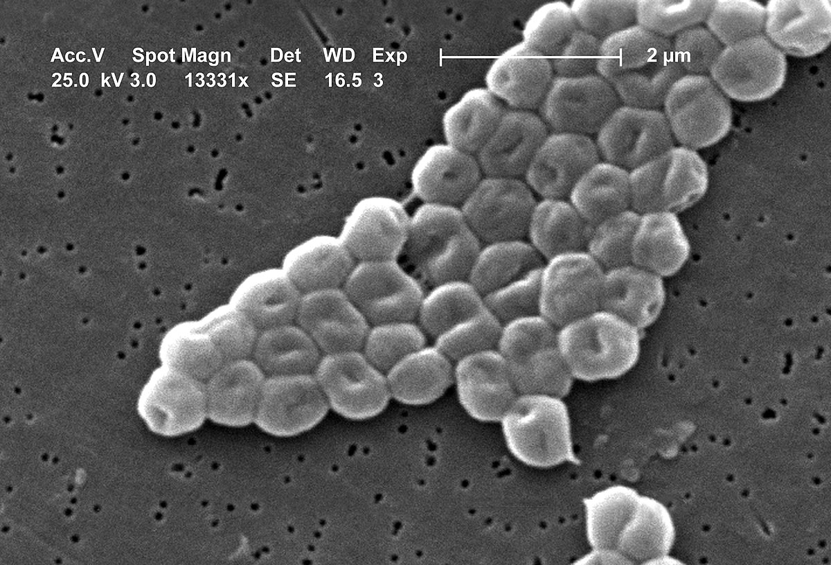 Así están utilizando bacterias para encontrar tumores en ratones