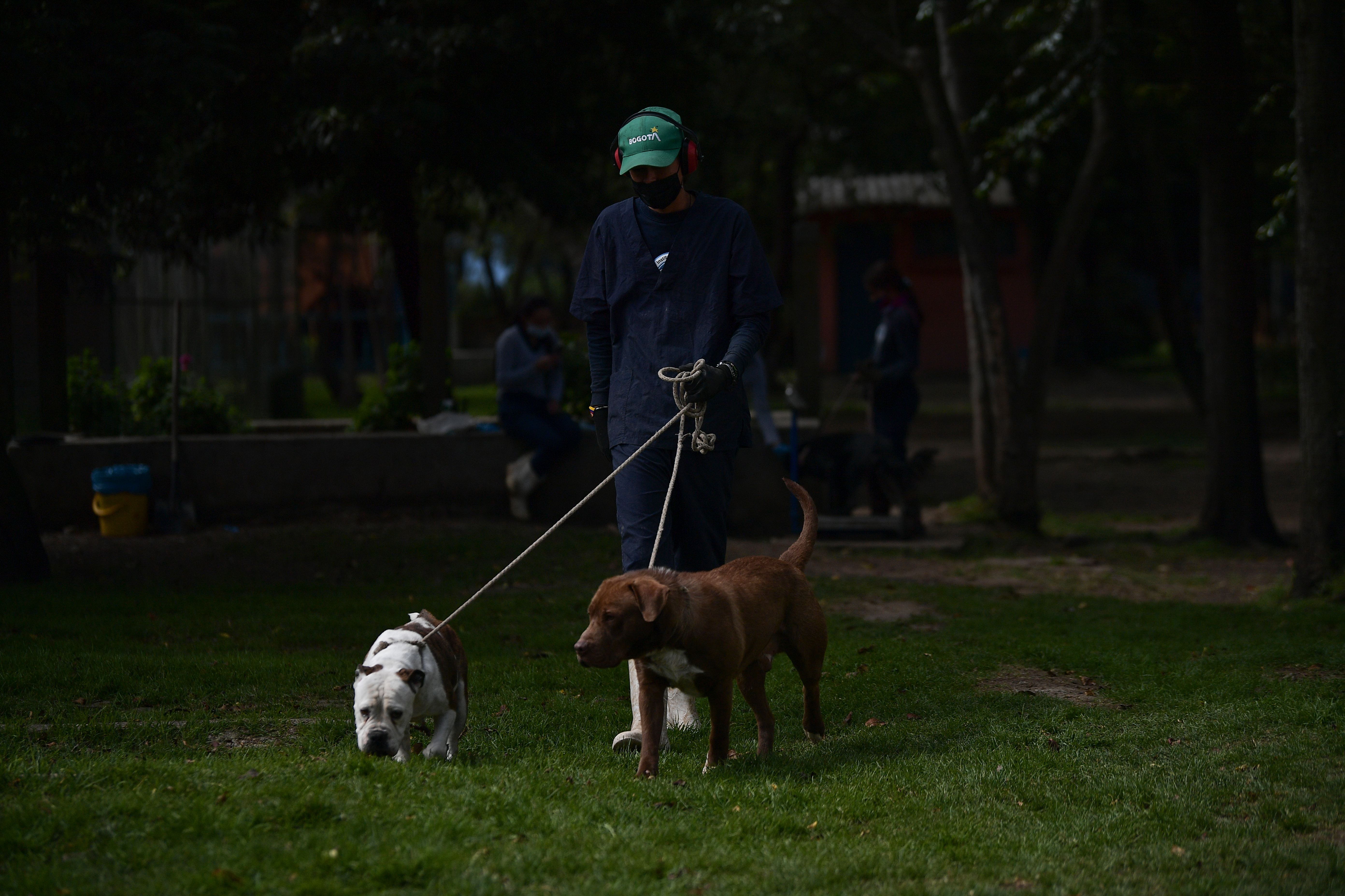 Buscan a responsables de masivo envenenamiento de perros en Rionegro, Antioquia