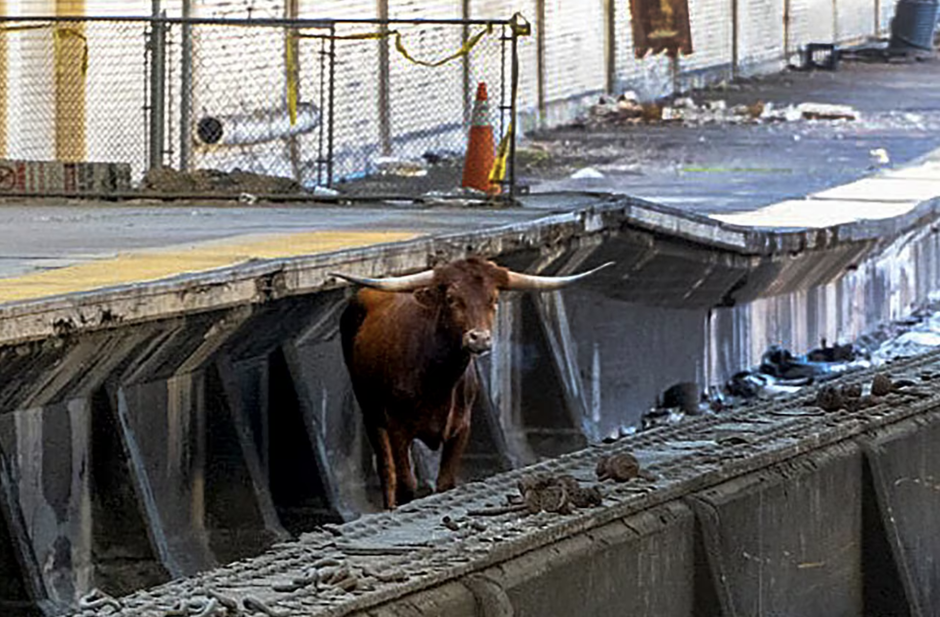 Toro en las vías del tren interrumpió conexión entre Nueva Jersey y Nueva York