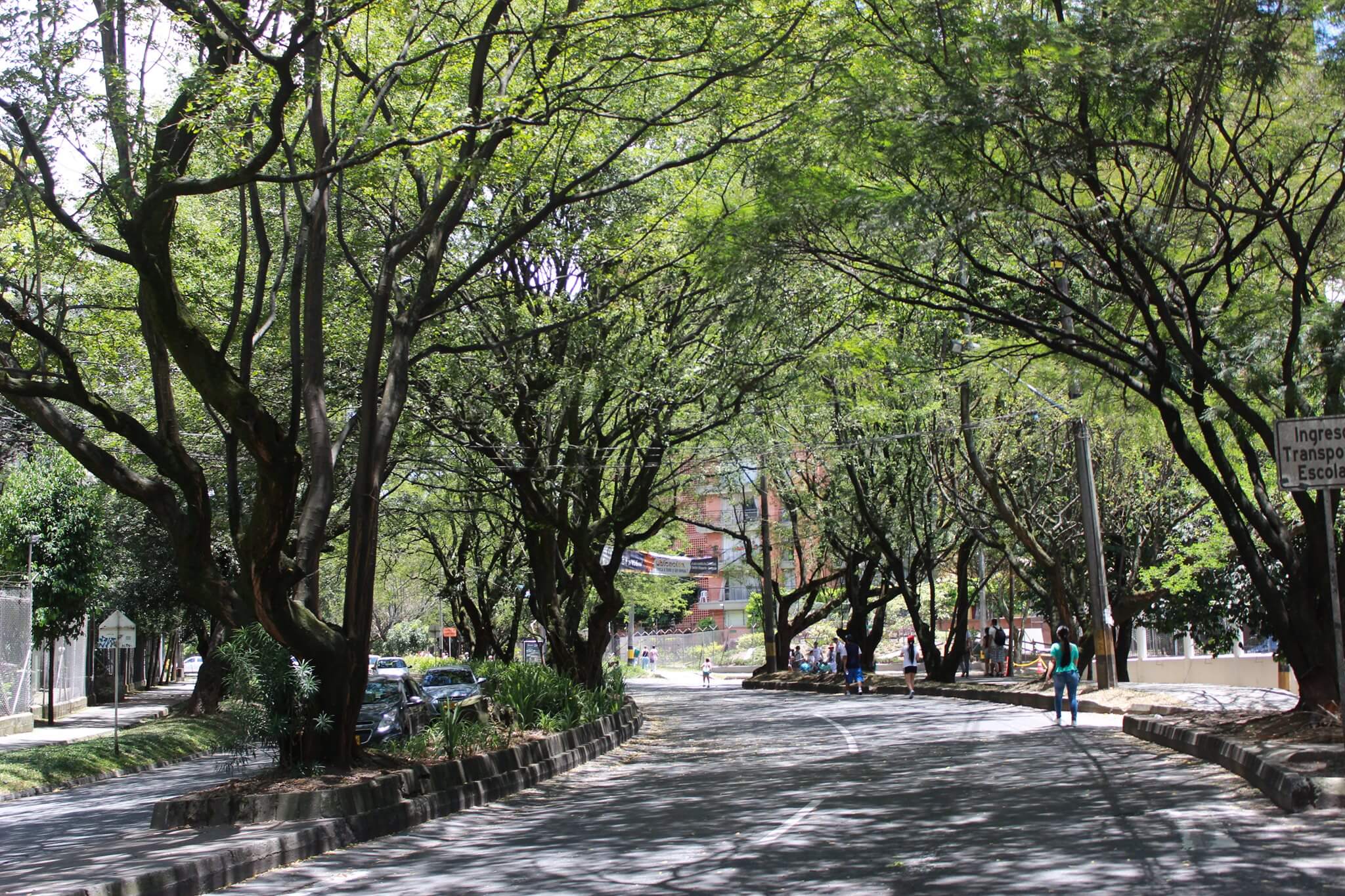 Alcaldía de Envigado suspendió la tala de 133 árboles del Túnel Verde
