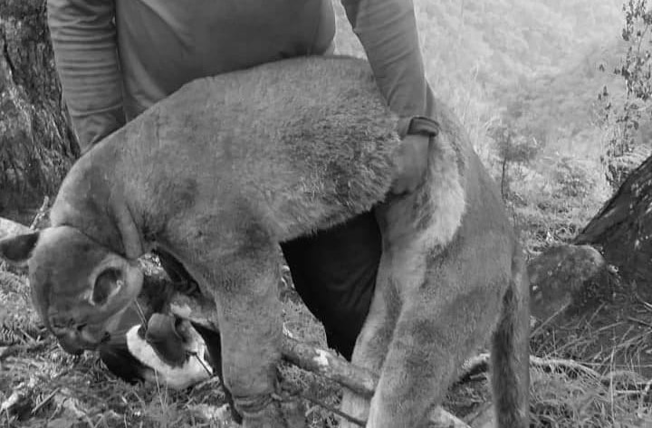 Rechazan la muerte de un puma en Villa Caro, Norte de Santander