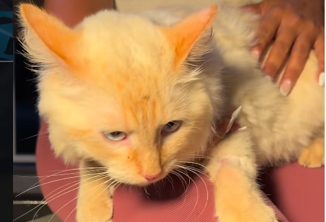 “Milagro de la vida”: Coco, el gato que sobrevivió 17 días bajo los escombros en Venezuela