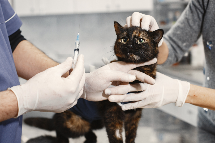 Vacunas para gatos: ¿cuáles son las esenciales y cuándo se ponen?