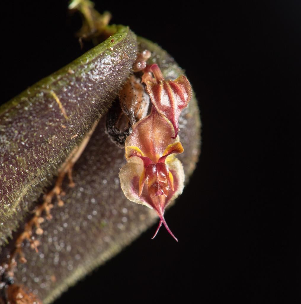 En imágenes: la nueva especie de orquídea miniatura que descubrieron en Cali