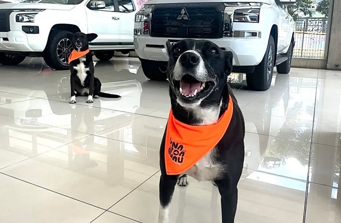Concesionario de autos adopta los perros negros que casi nadie quiere: esta es su historia