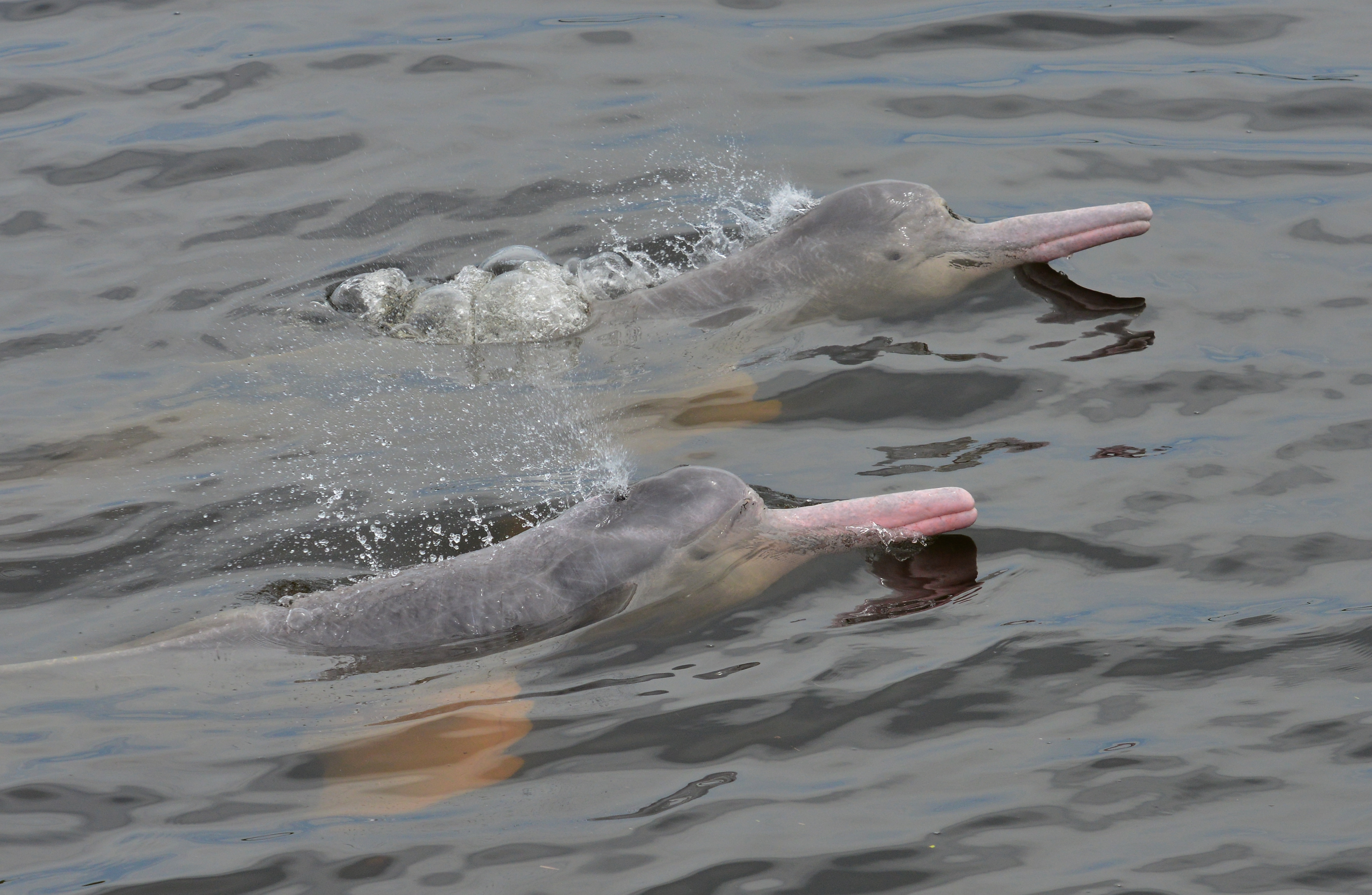 Los delfines de río son una de las especies más afectadas debido a la contaminación con mercurio, entre otras causas.