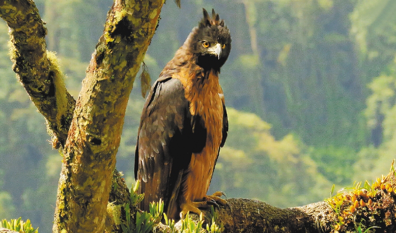 Imagen del águila real de montaña (“Spizaetus Isidor”). / Cortesía Luis Felipe Quintero.