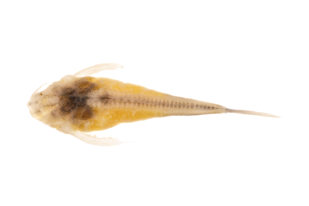 Bagrecito ciego (“Micromyzon orinoco”).