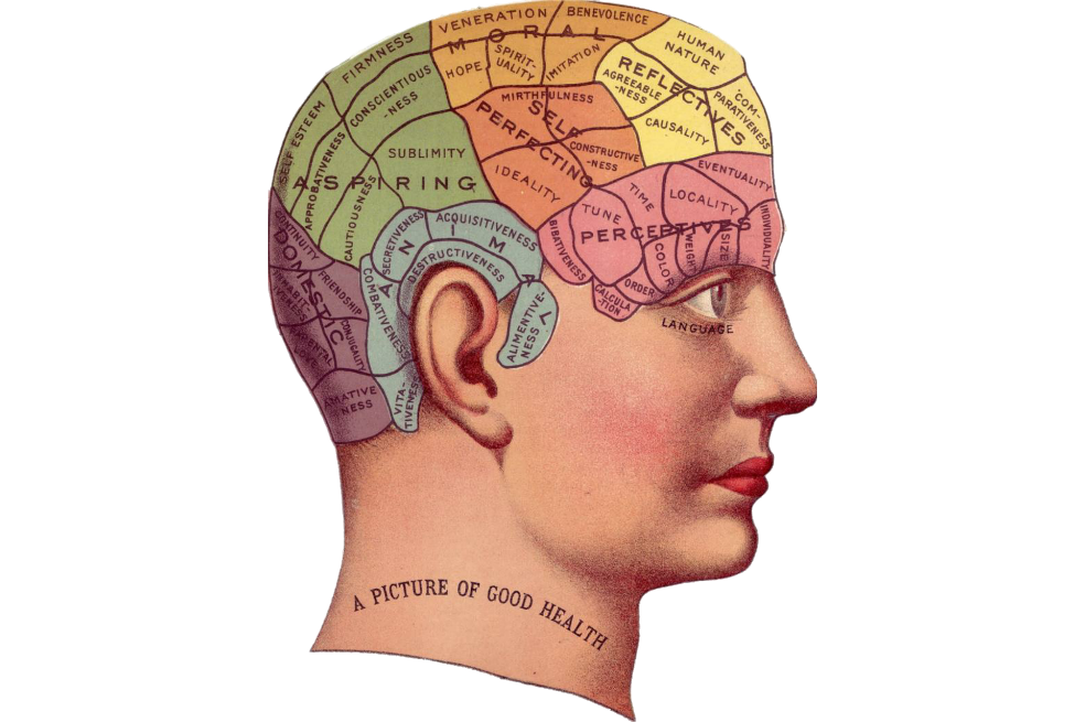 Abecé del cerebro, un órgano poderoso y fascinante
