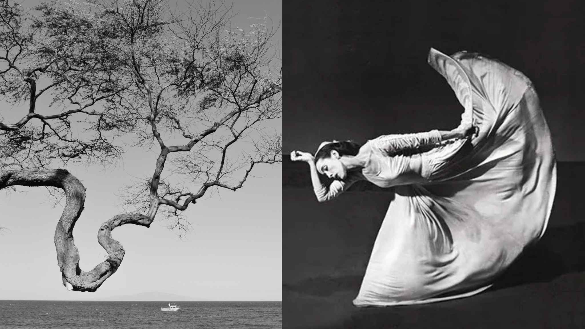El árbol dormido (Los Diarios de Santaora)