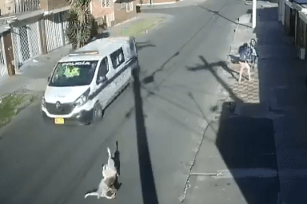 Investigan caso de patrulla de Policía que no se detuvo tras atropellar un perro, en Bogotá